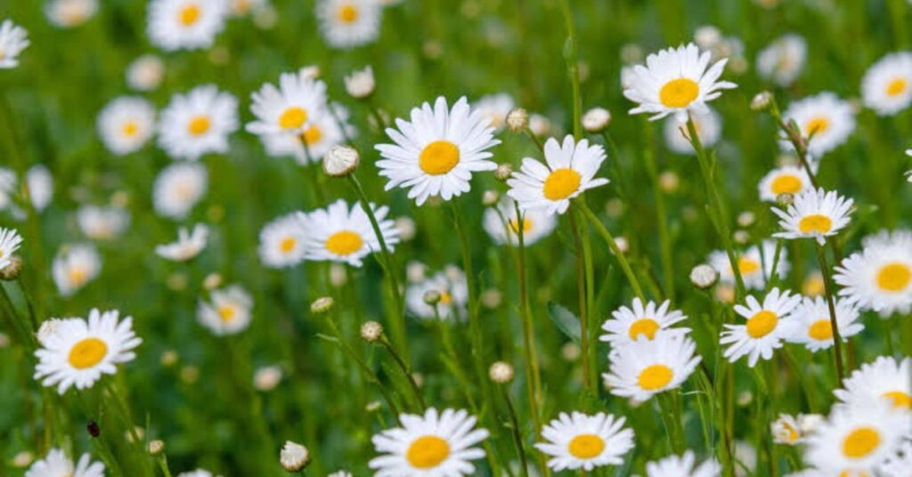 Daisy