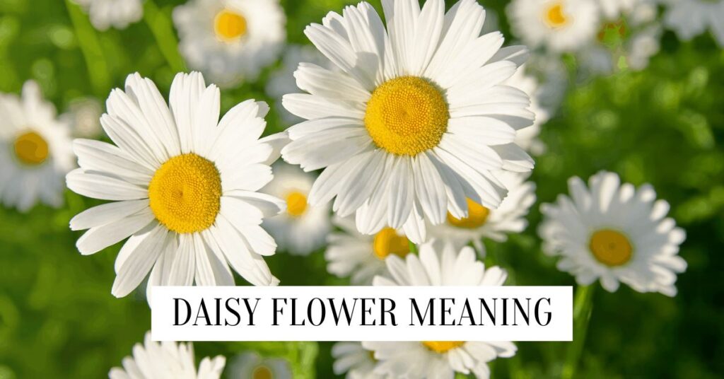 Daisy Flower Meaning and Colour Symbolism Daisy Flower Meaning
