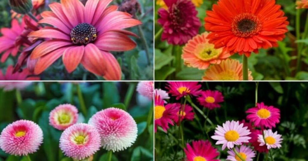 Daisy Flower Meanings