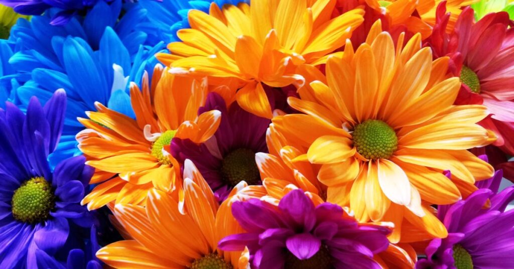 Daisy Symbolism by Colors