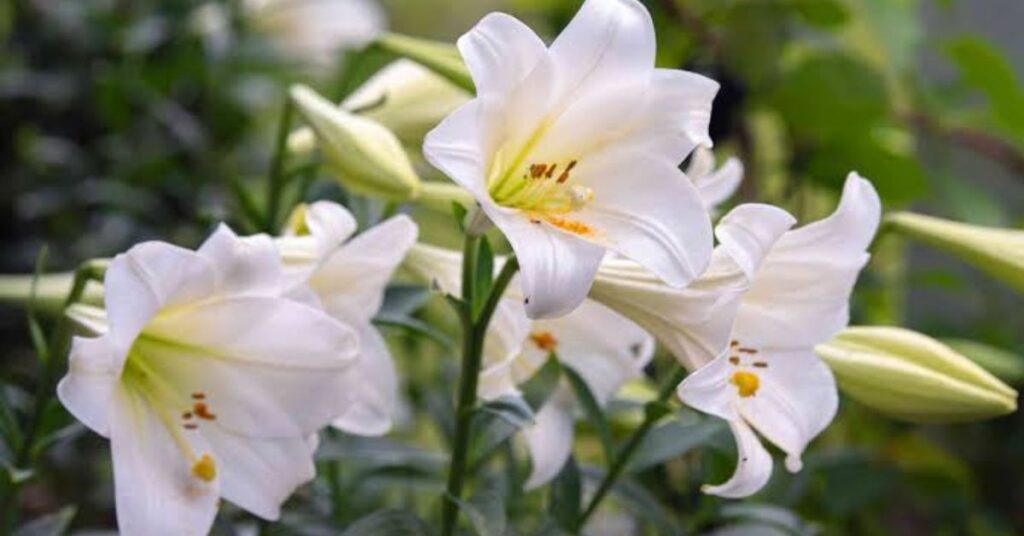 Easter Lily
