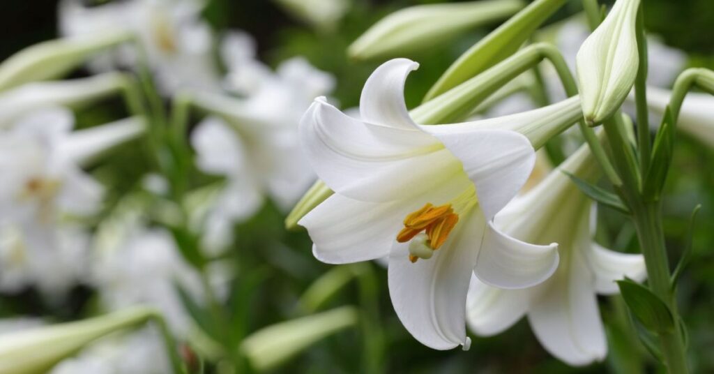 Easter lilies meaning