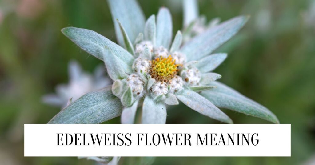Edelweiss Flower Meaning