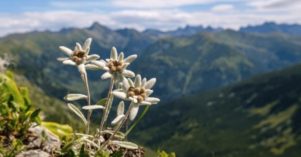 Edelweiss Flower Meaning Bravery