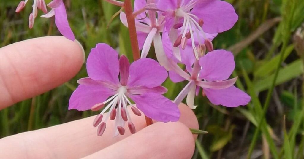 Fireweed