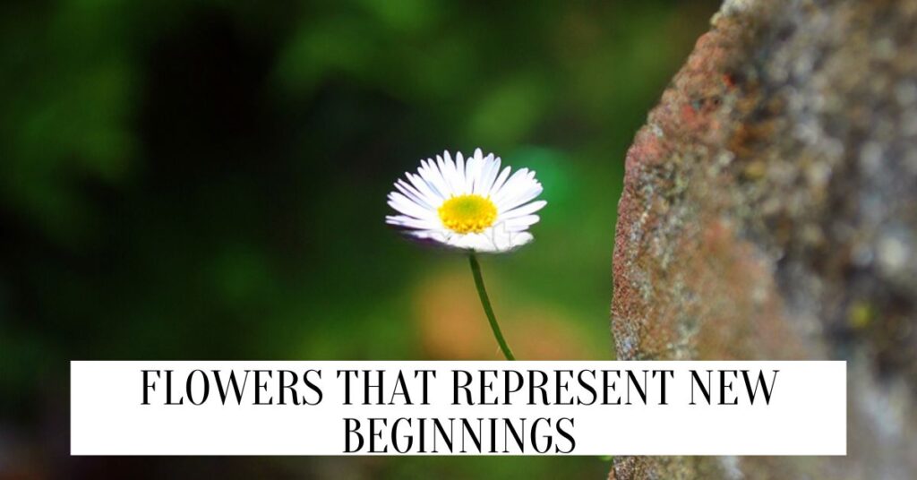 10 Flowers That Represent New Beginnings Flowers That Represent New Beginnings