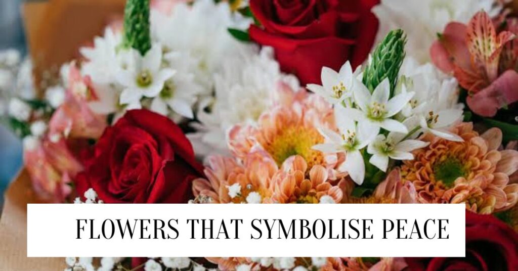13 Beautiful Flowers That Symbolise Peace |2024 Flowers That Symbolise Peace
