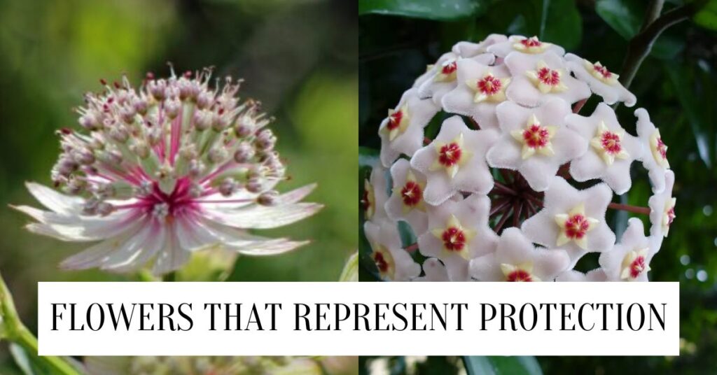 Top 18 Flowers That Symbolize And Represent Protection Flowers That Symbolize And Represent Protection