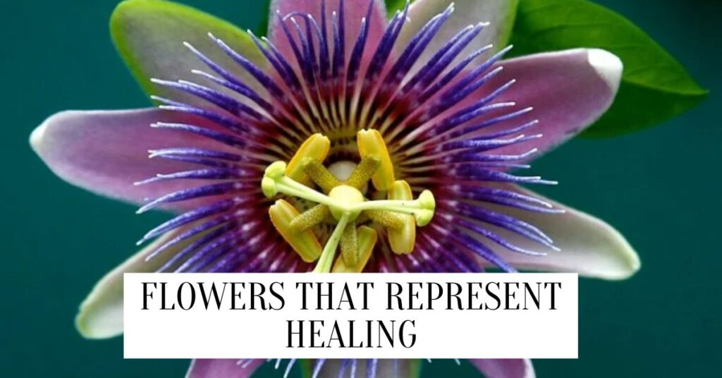 Flowers that represent healing