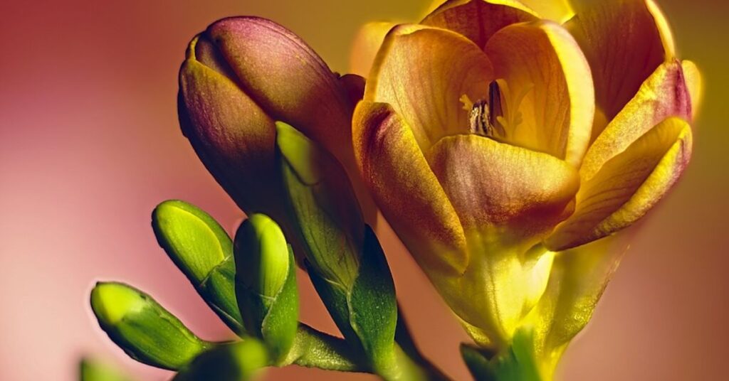 Freesia Flowers that represent new Beginnings