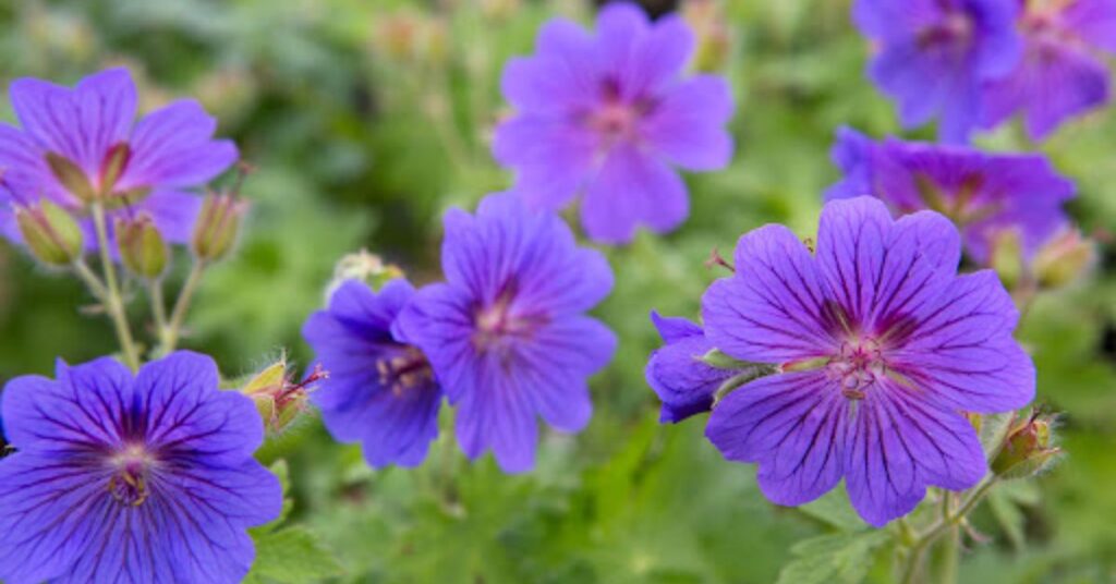 Fremont Geranium