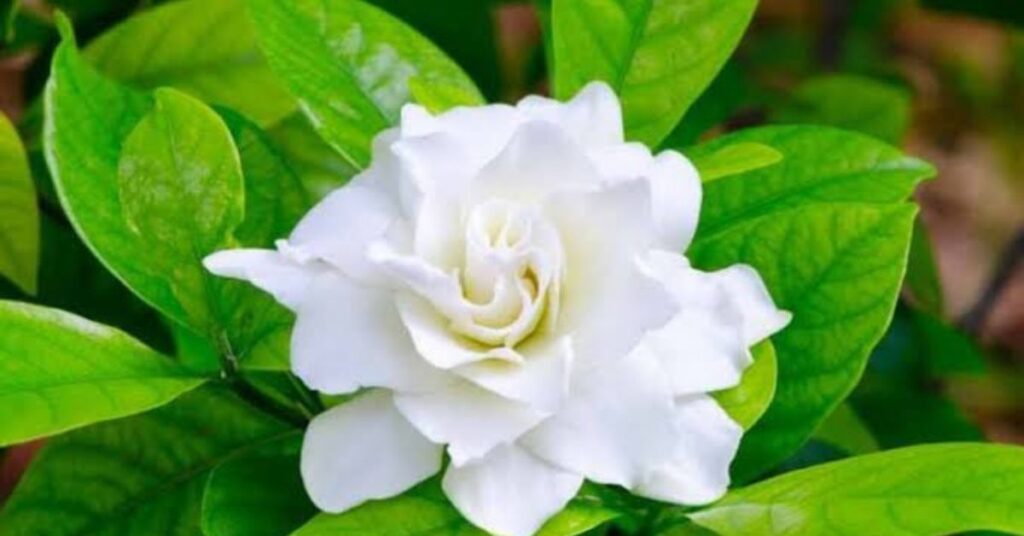 Gardenia