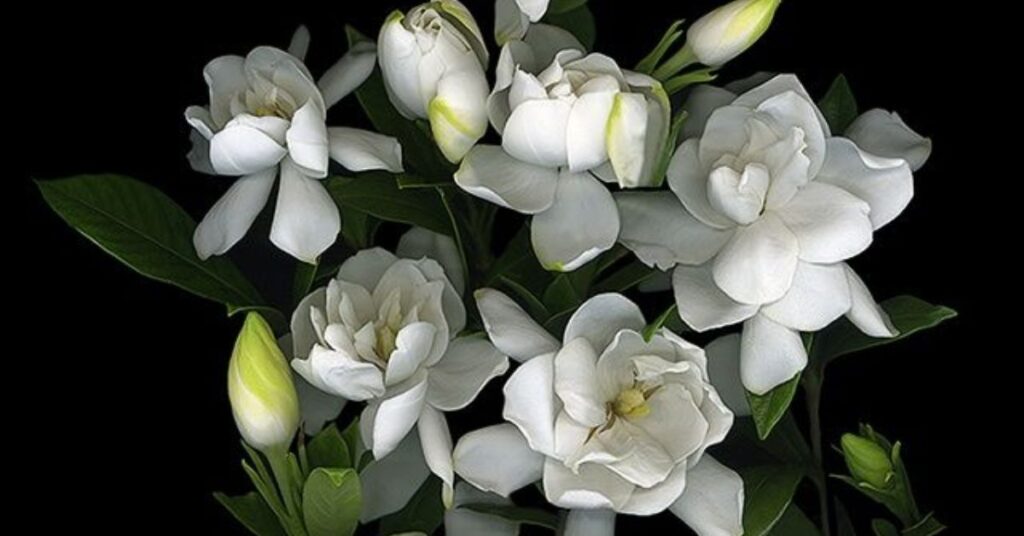 Gardenia Flowers That Represent New Beginnings