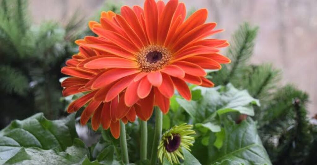Gerbera Daises