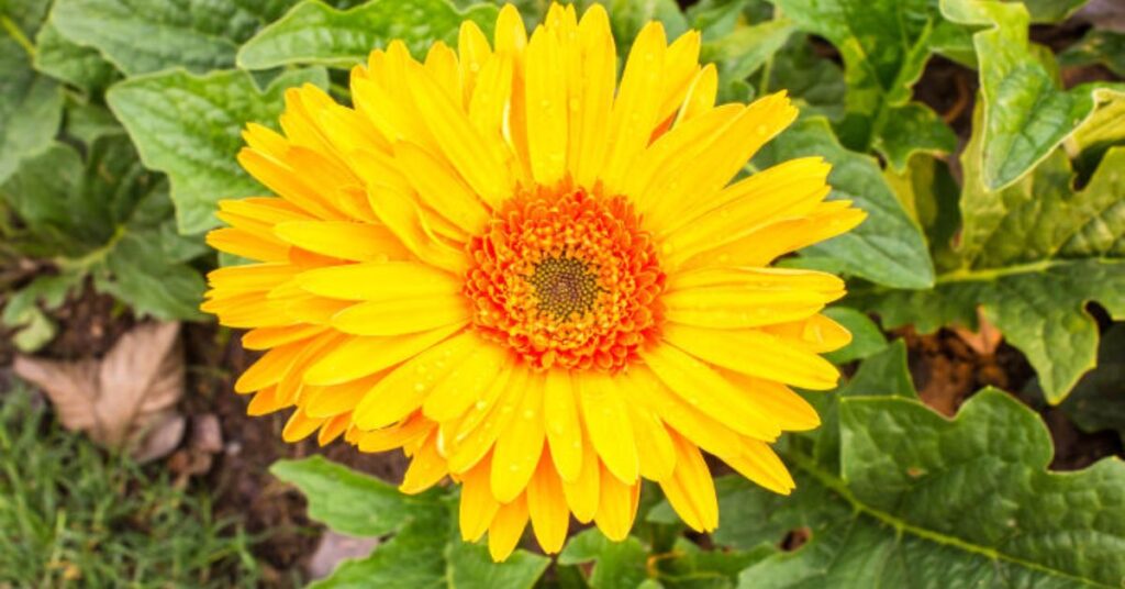 Gerbera Daisy Yellow Flowers Meaning
