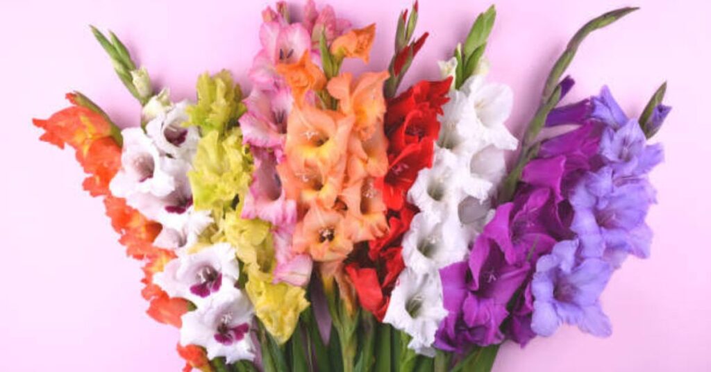 Gladiolus