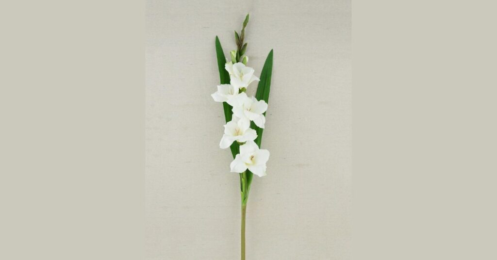Gladiolus Symbolism