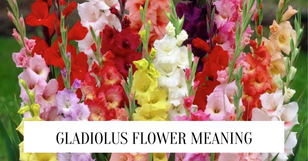 Gladiolus Flower Meaning,Symbolism and Insights Gladiolus flower meaning