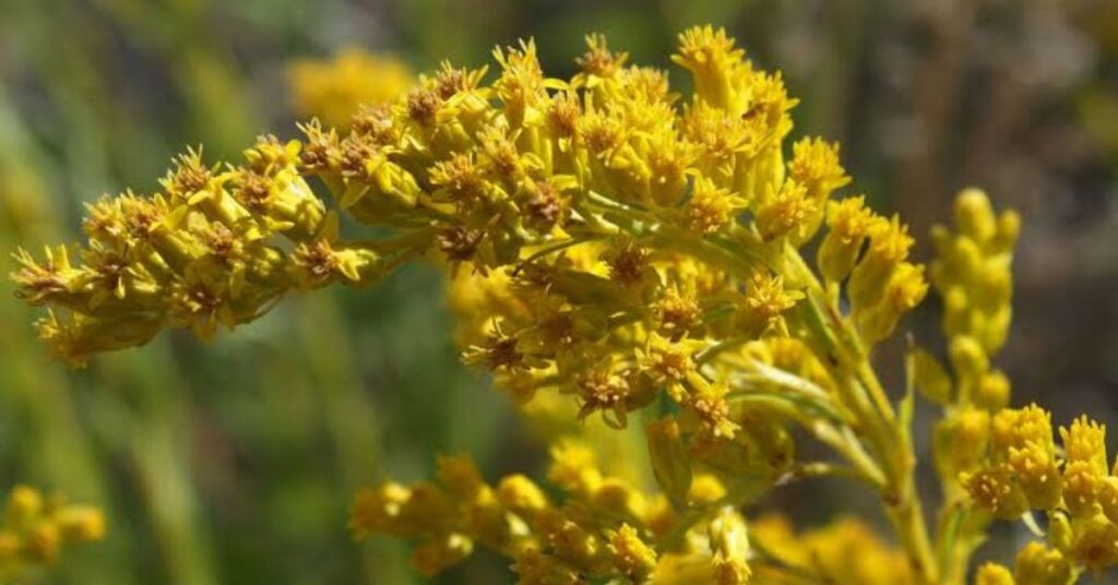 Goldenrod