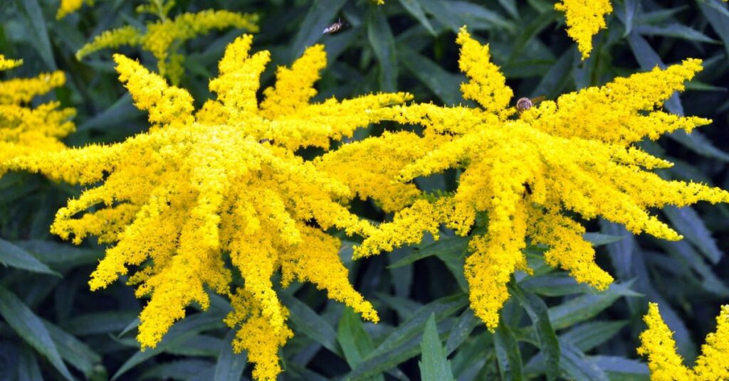 Goldenrod Yellow Flowers Meaning