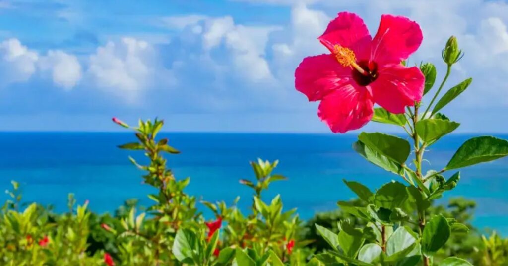 Hibiscus Flowers That Represent New Beginnings