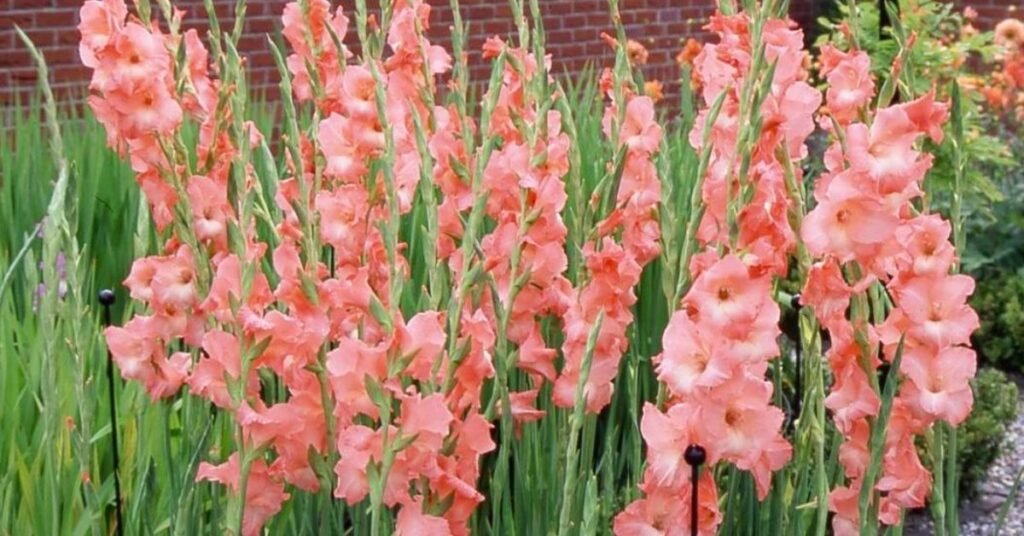 Historical Significance Of Gladiolus Flower