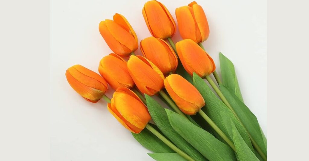 Historical Significance of Orange Tulip