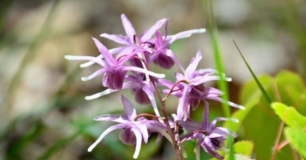 Horny Goat Weed