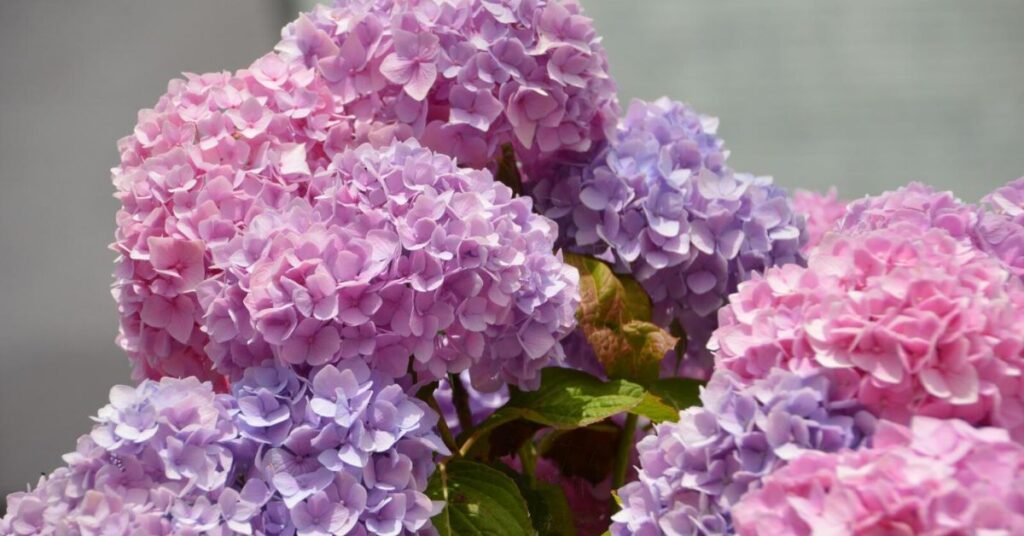 Hydrangea