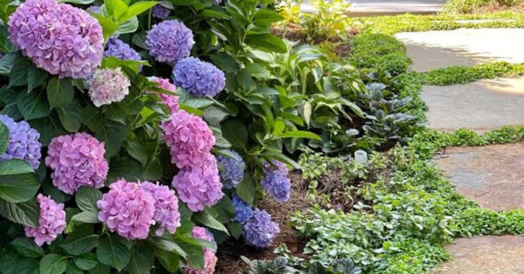 Hydrangea