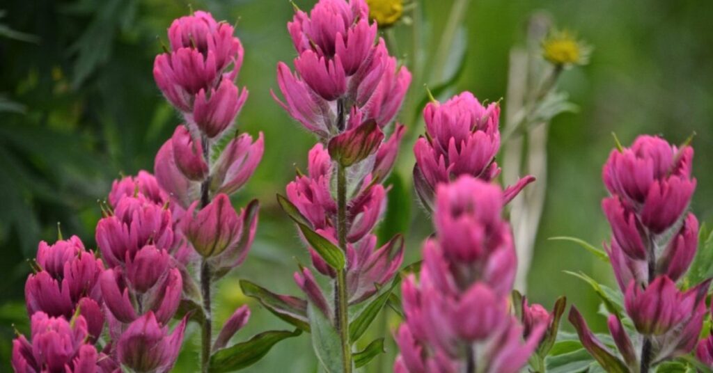 Indian Paintbrush