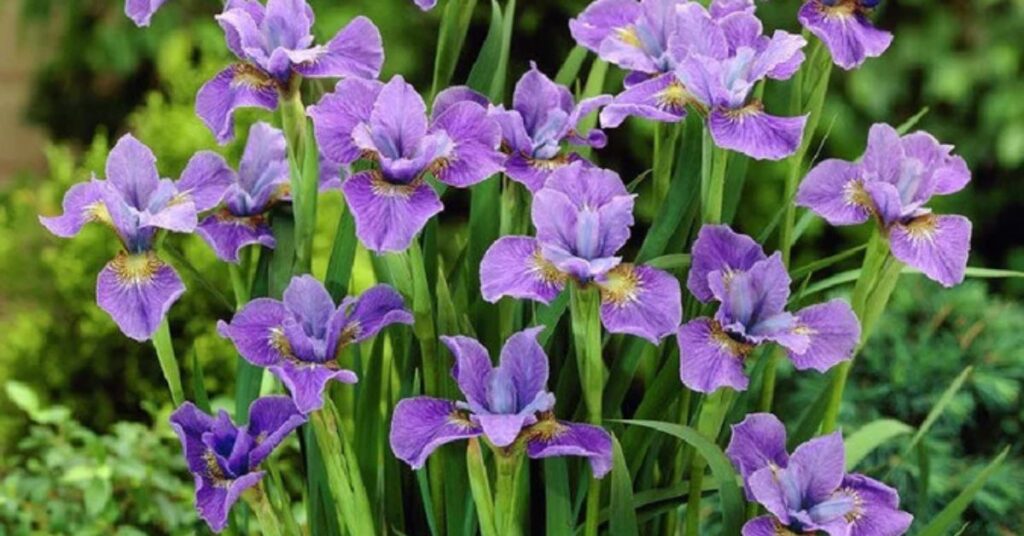Iris 