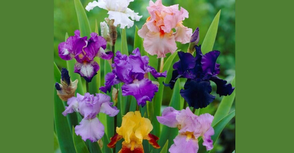 Iris Flower Color Meanings