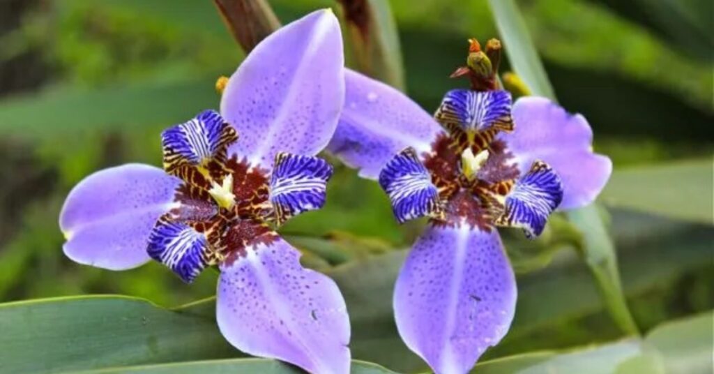 Iris Flower Spiritual Meaning