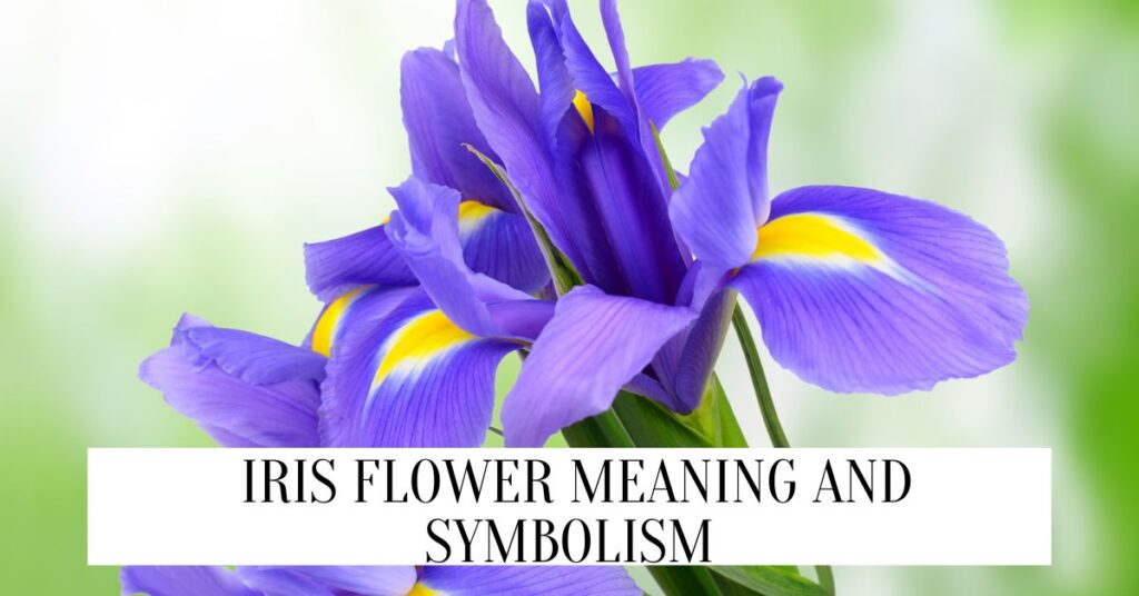 Iris Flower Meaning And Symbolism Iris flower meaning