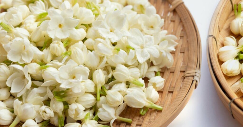 Jasmine represent healing
