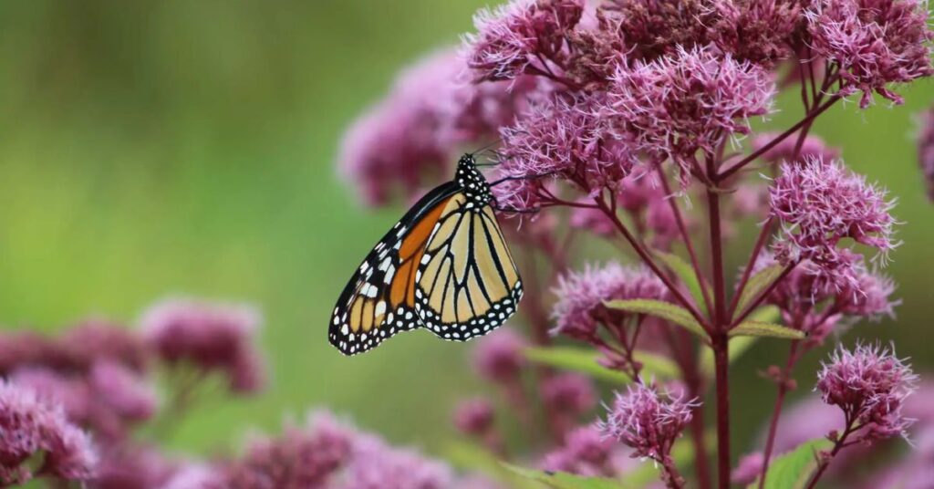 Joe Pye Weed