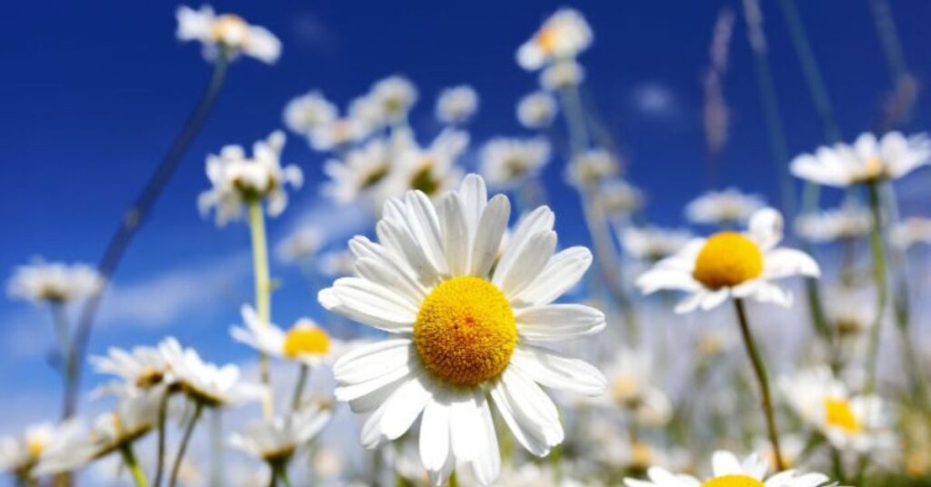 Joy and Cheerfulness of Daisy