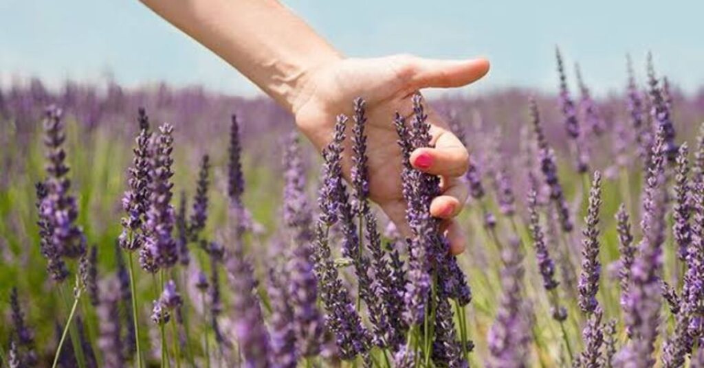 Lavender