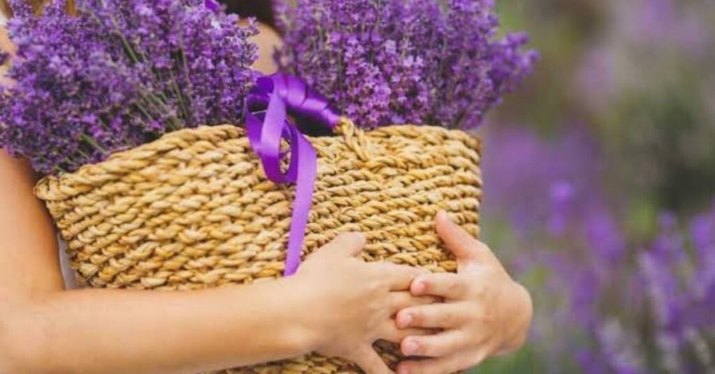 Lavender