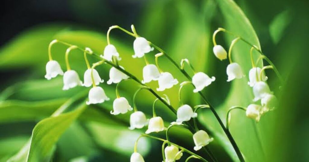 Lily Of The Valley