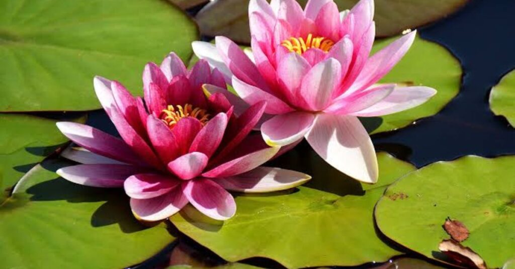 Lotus Flower