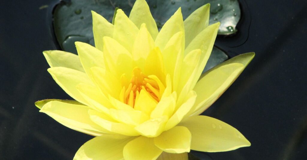 Lotus Yellow Flowers Meaning