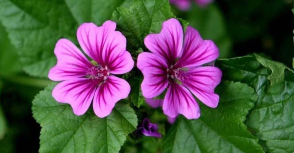 Malva Represent Protection