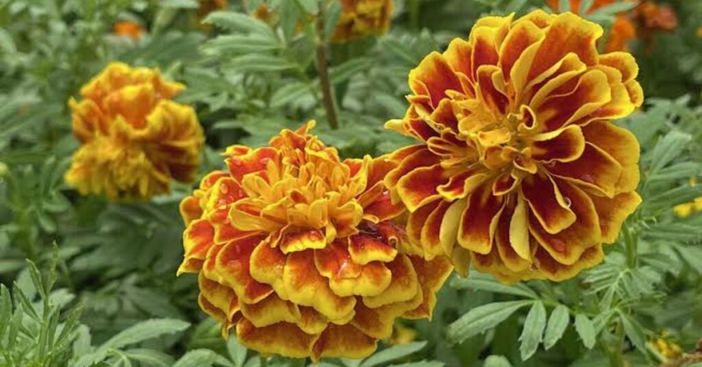 Marigold