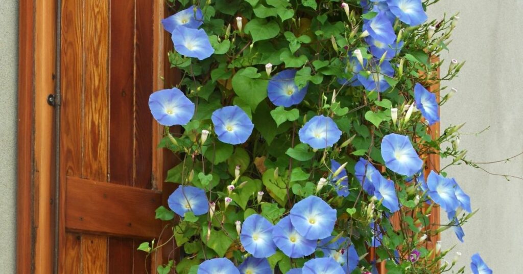 Morning Glory Flowers That Represent New Beginnings