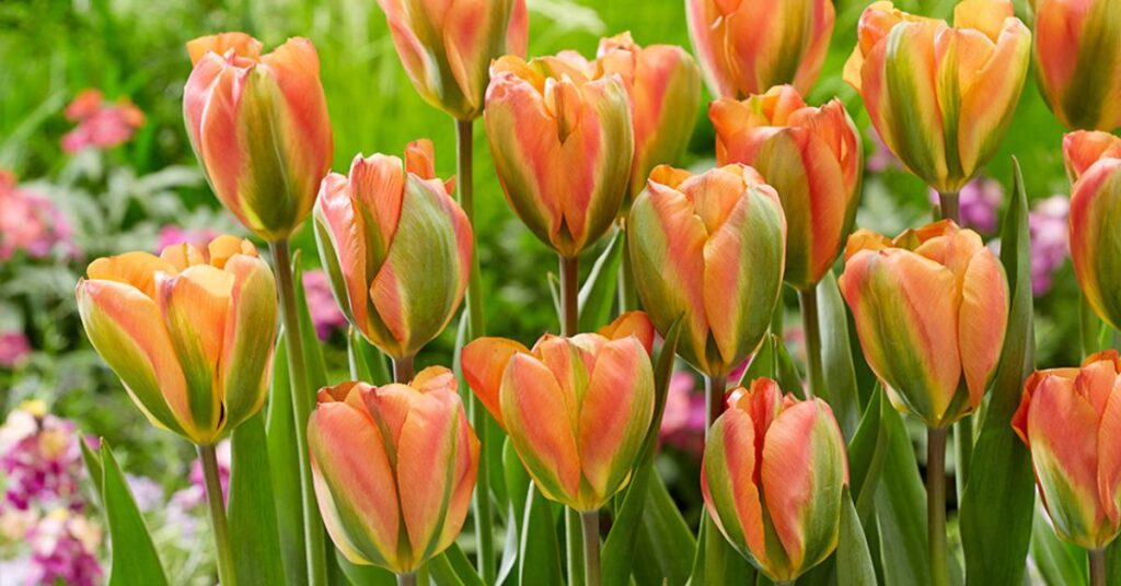 Orange Tulip Flower Meaning in a Dream