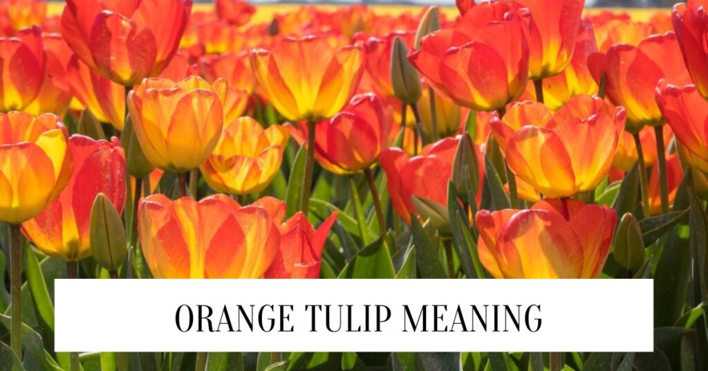 Orange Tulip Meaning: Symbolism And Significance Orange Tulip Meaning