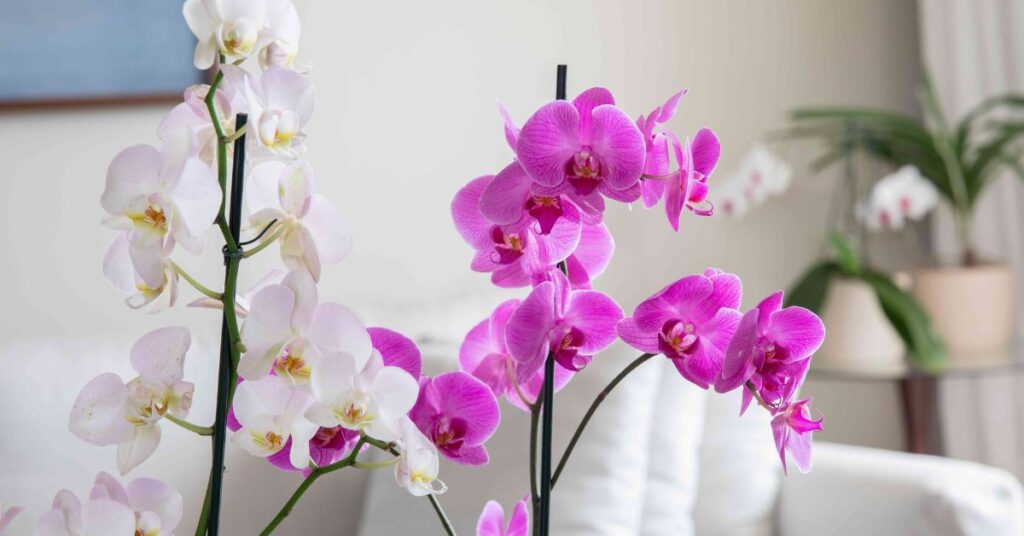 Orchid