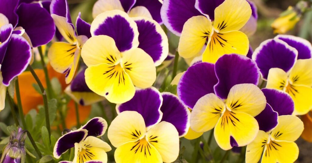 Pansy